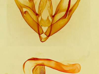 genitalia view of adult Tarache geminocula