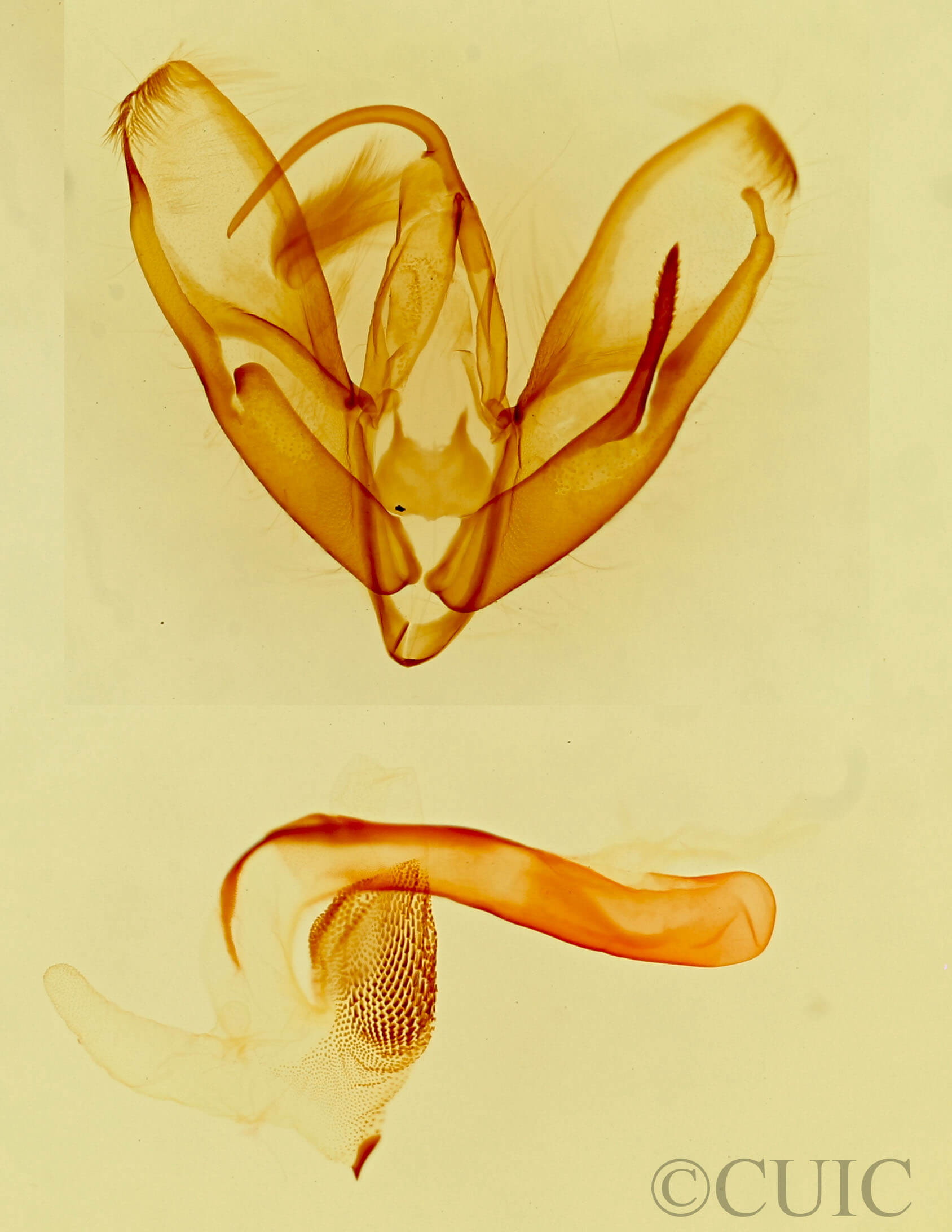 genitalia view of adult Tarache geminocula