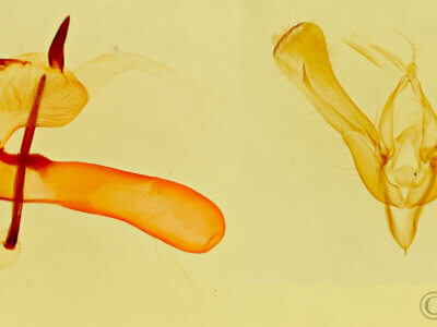 genitalia view of adult Ponometia bicolorata