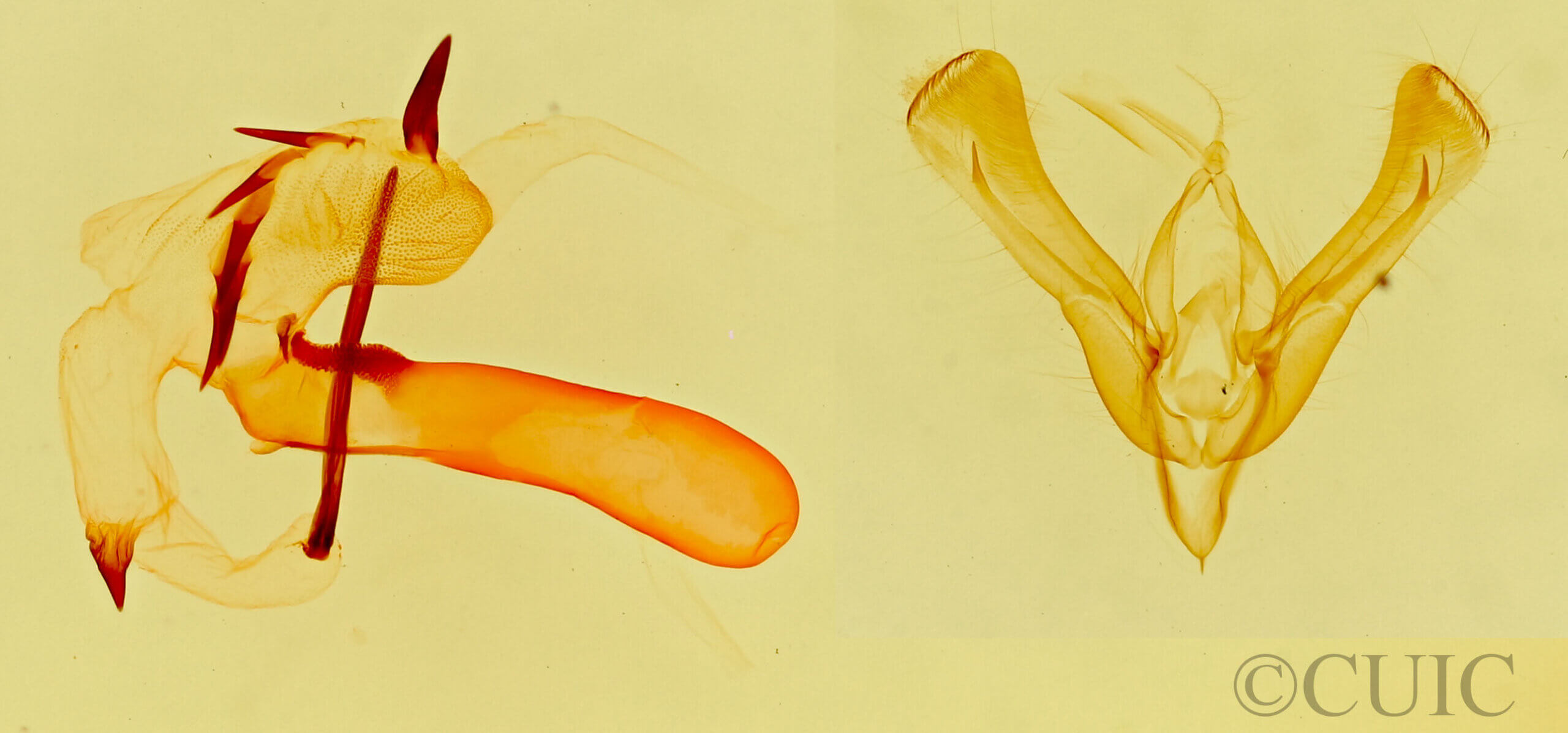 genitalia view of adult Ponometia bicolorata