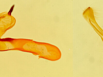 genitalia view of adult Ponometia bicolorata