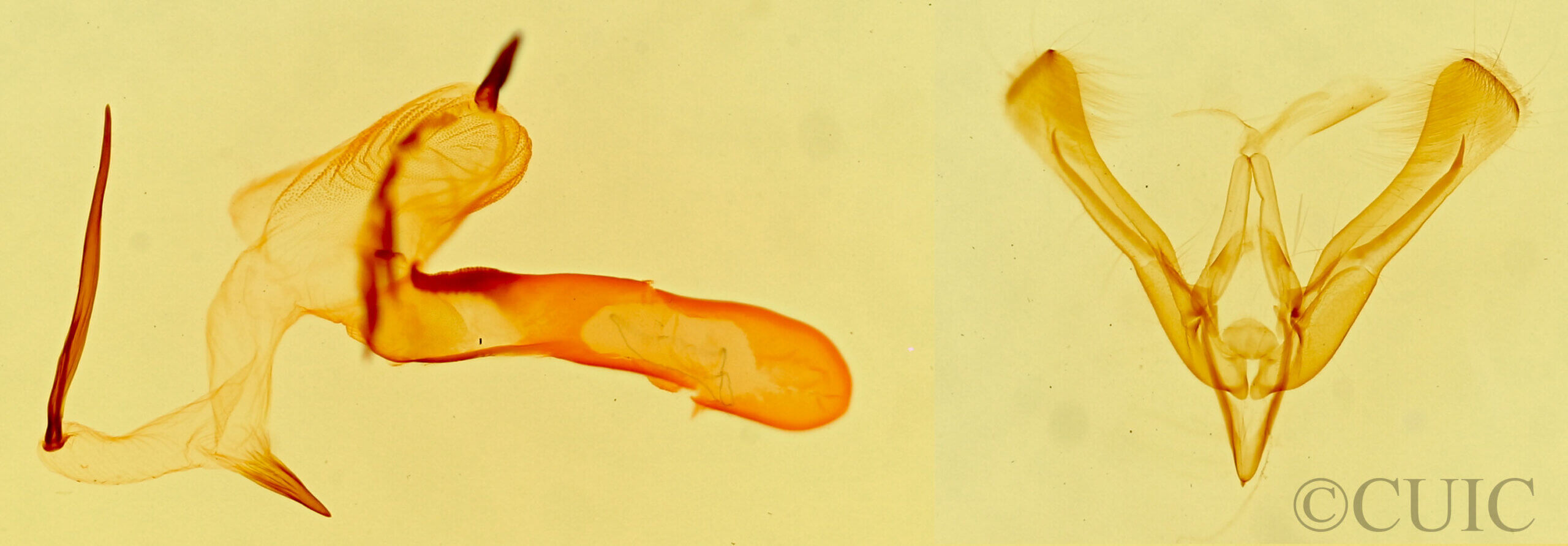 genitalia view of adult Ponometia bicolorata