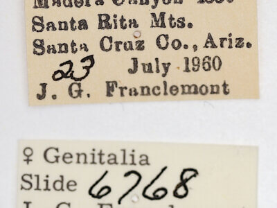 label view of adult Ponometia bicolorata