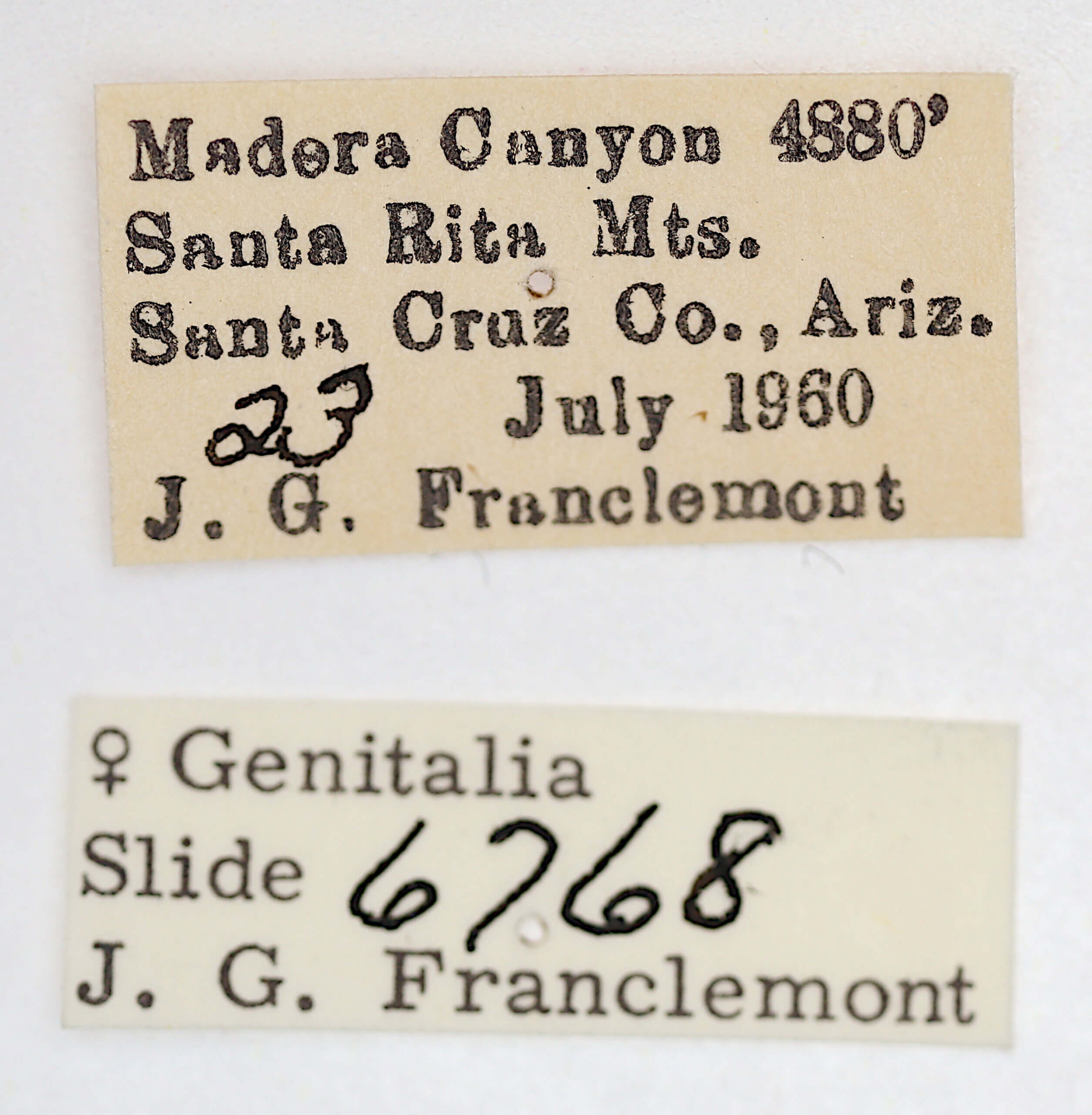 label view of adult Ponometia bicolorata