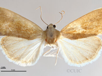 dorsal view of adult Ponometia bicolorata