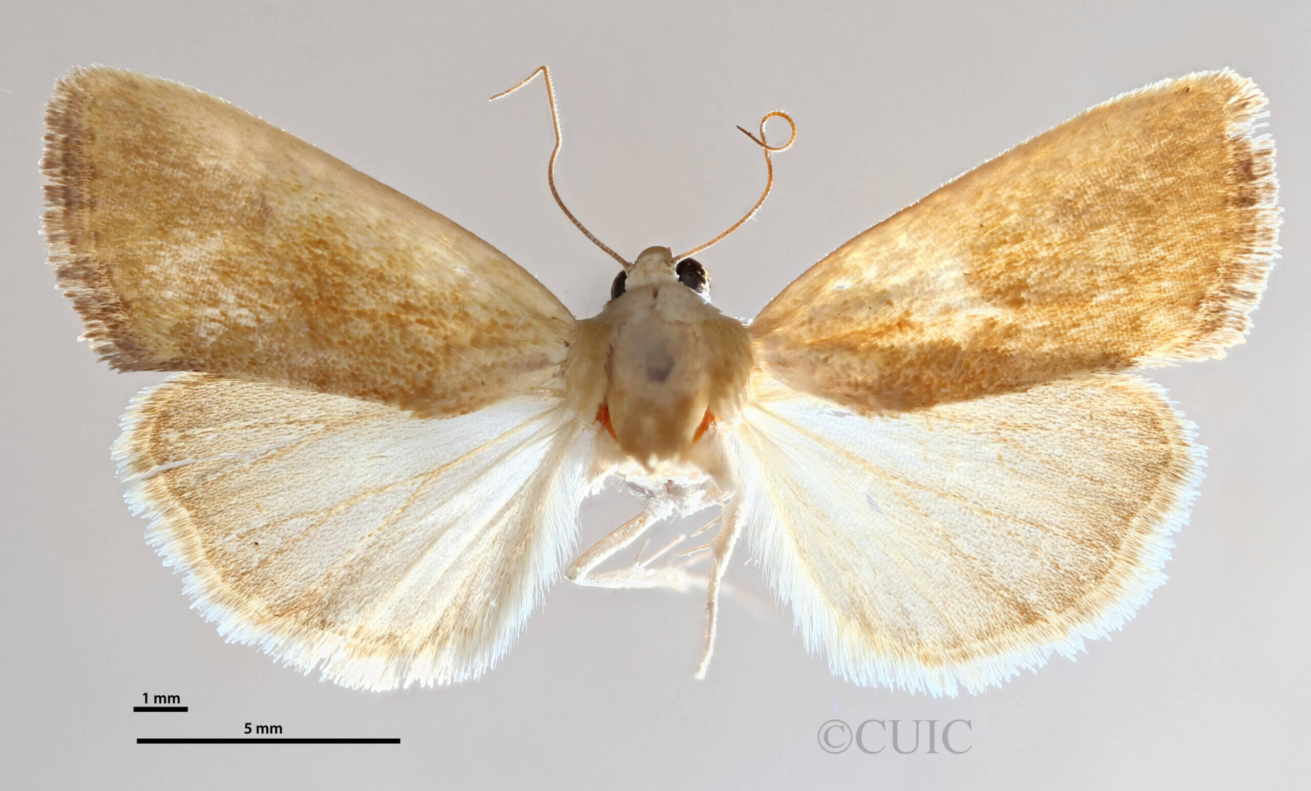 dorsal view of adult Ponometia bicolorata