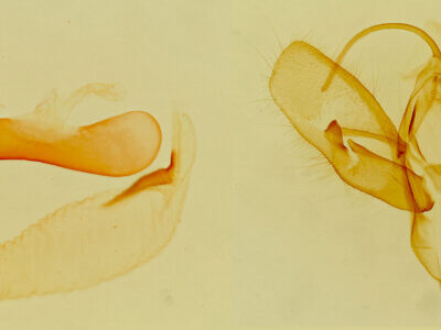 genitalia view of adult Acontia behrii