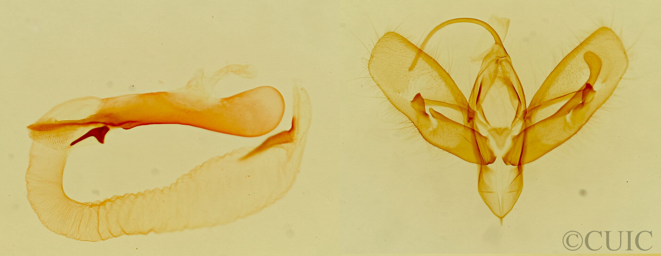 genitalia view of adult Acontia behrii