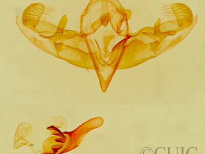 genitalia view of adult Galgula sp.