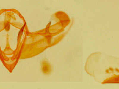 genitalia view of adult Galgula partita