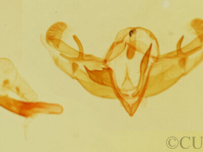 genitalia view of adult Galgula partita