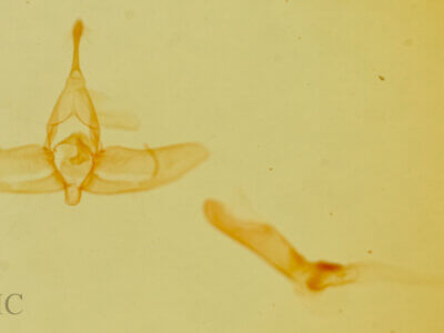 genitalia view of adult Homolagoa grotelliformis