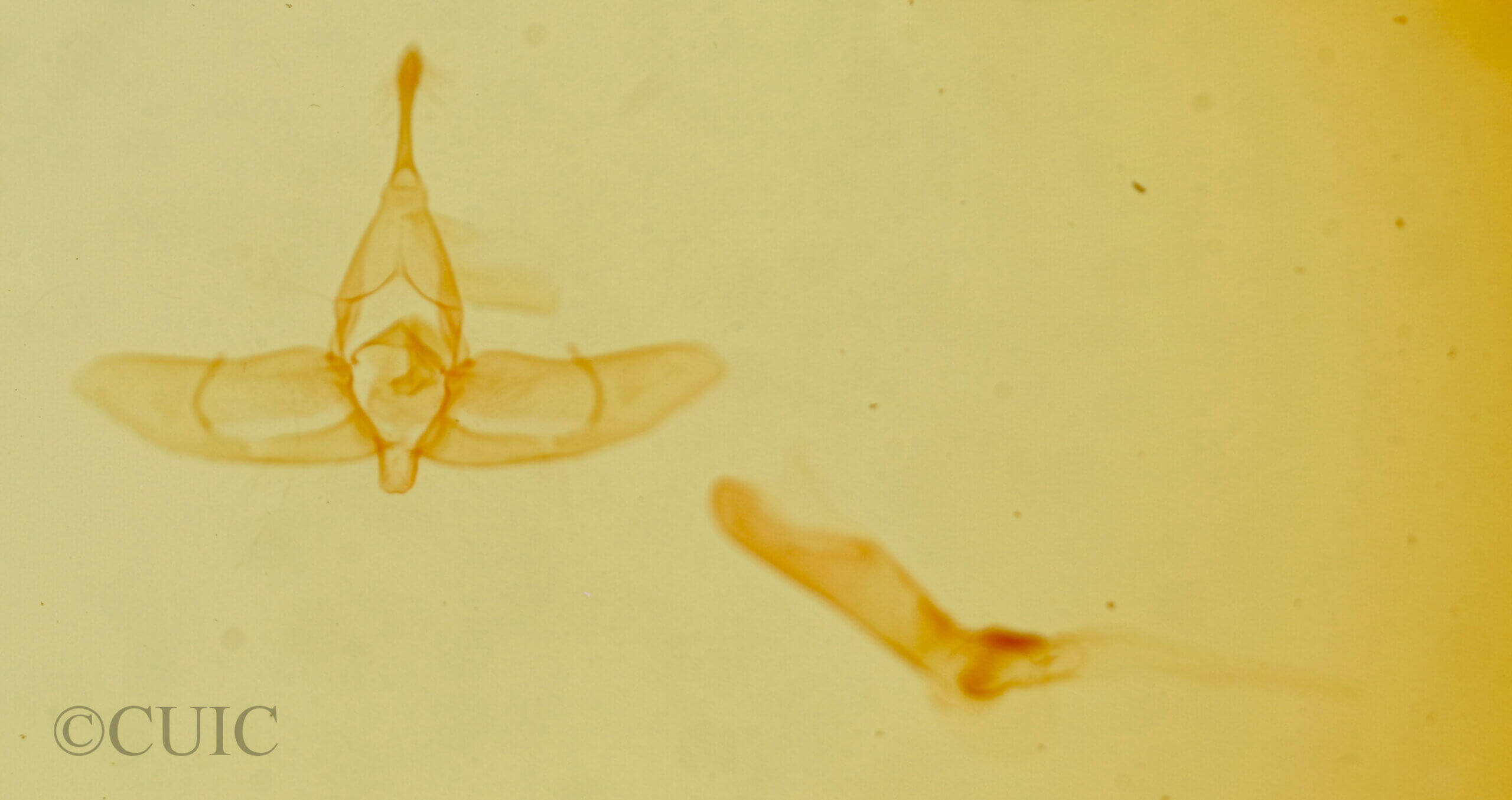 genitalia view of adult Homolagoa grotelliformis