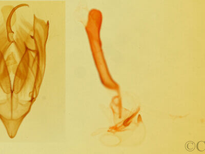 genitalia view of adult Bagisara tristicta