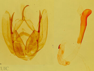 genitalia view of adult Bagisara oula