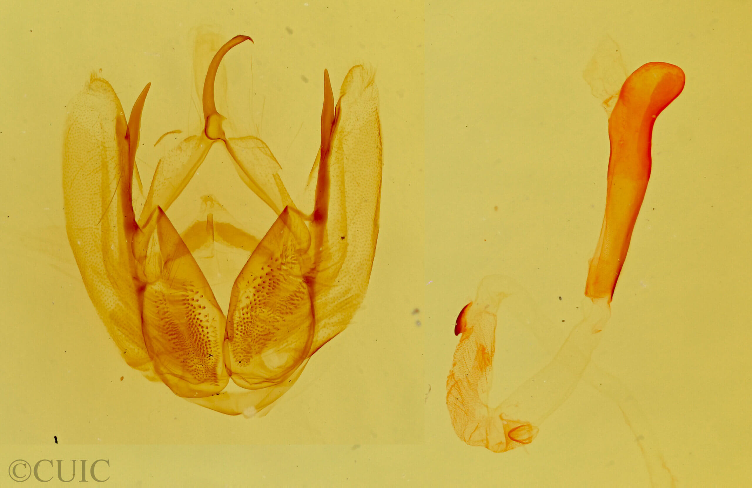 genitalia view of adult Bagisara oula