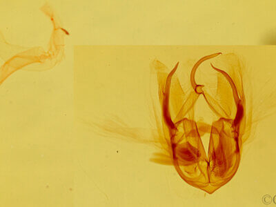 genitalia view of adult Bagisara buxea