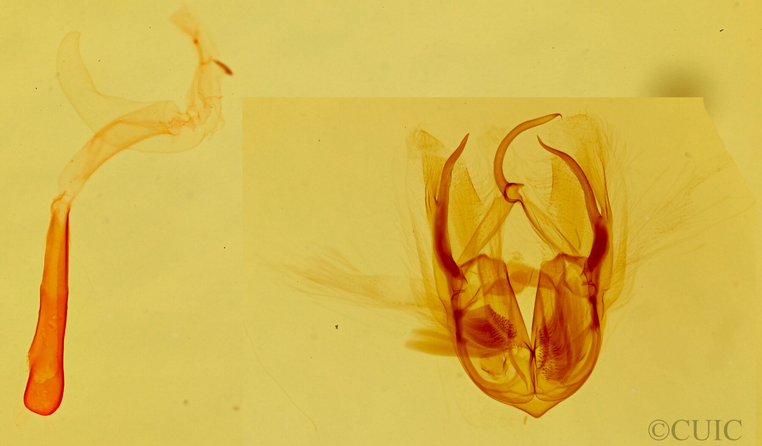 genitalia view of adult Bagisara buxea