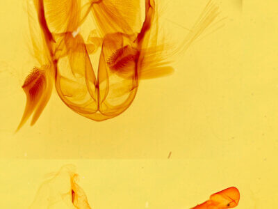 genitalia view of adult Bagisara buxea