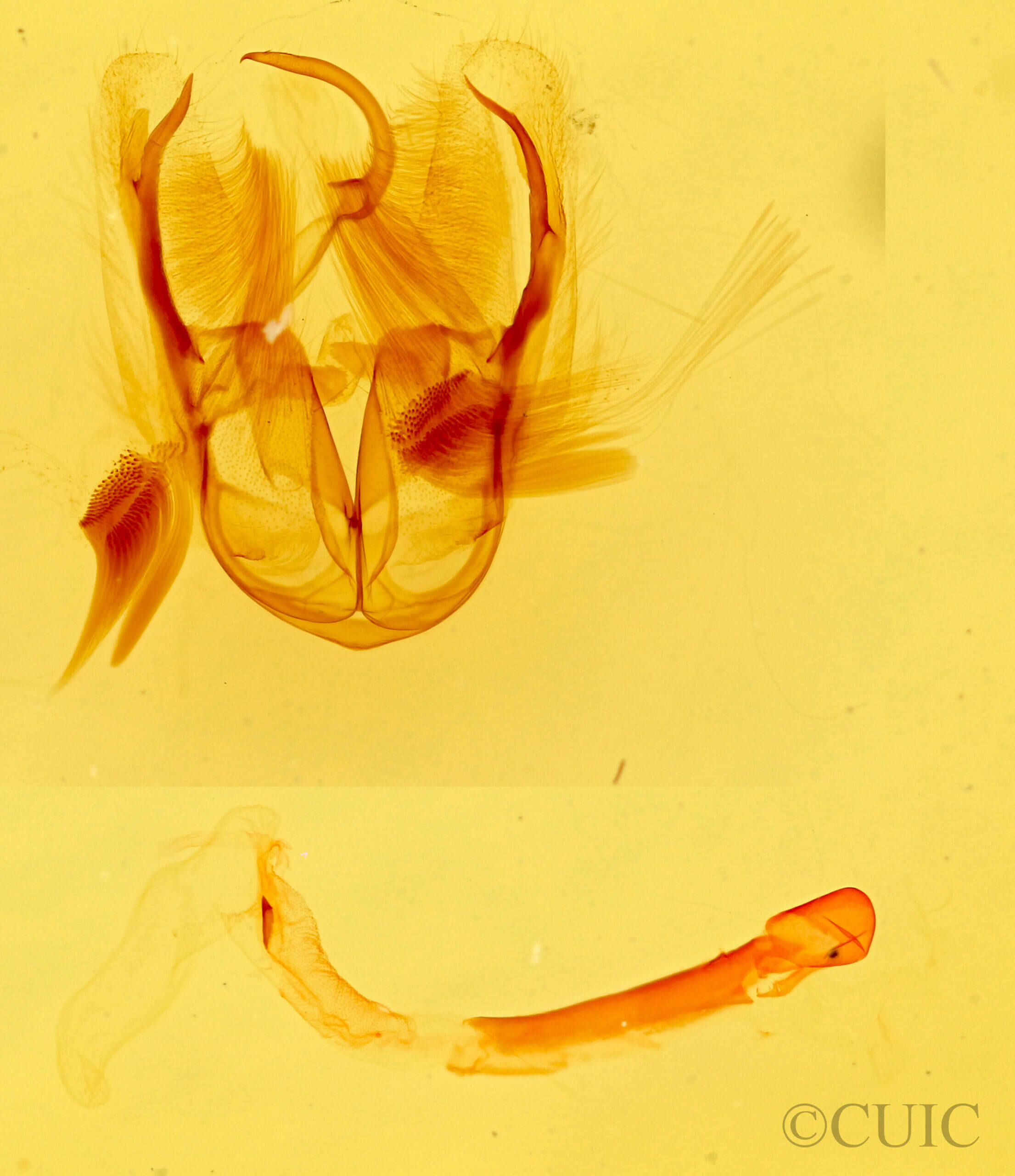 genitalia view of adult Bagisara buxea