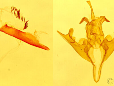 genitalia view of adult Bagisara repanda