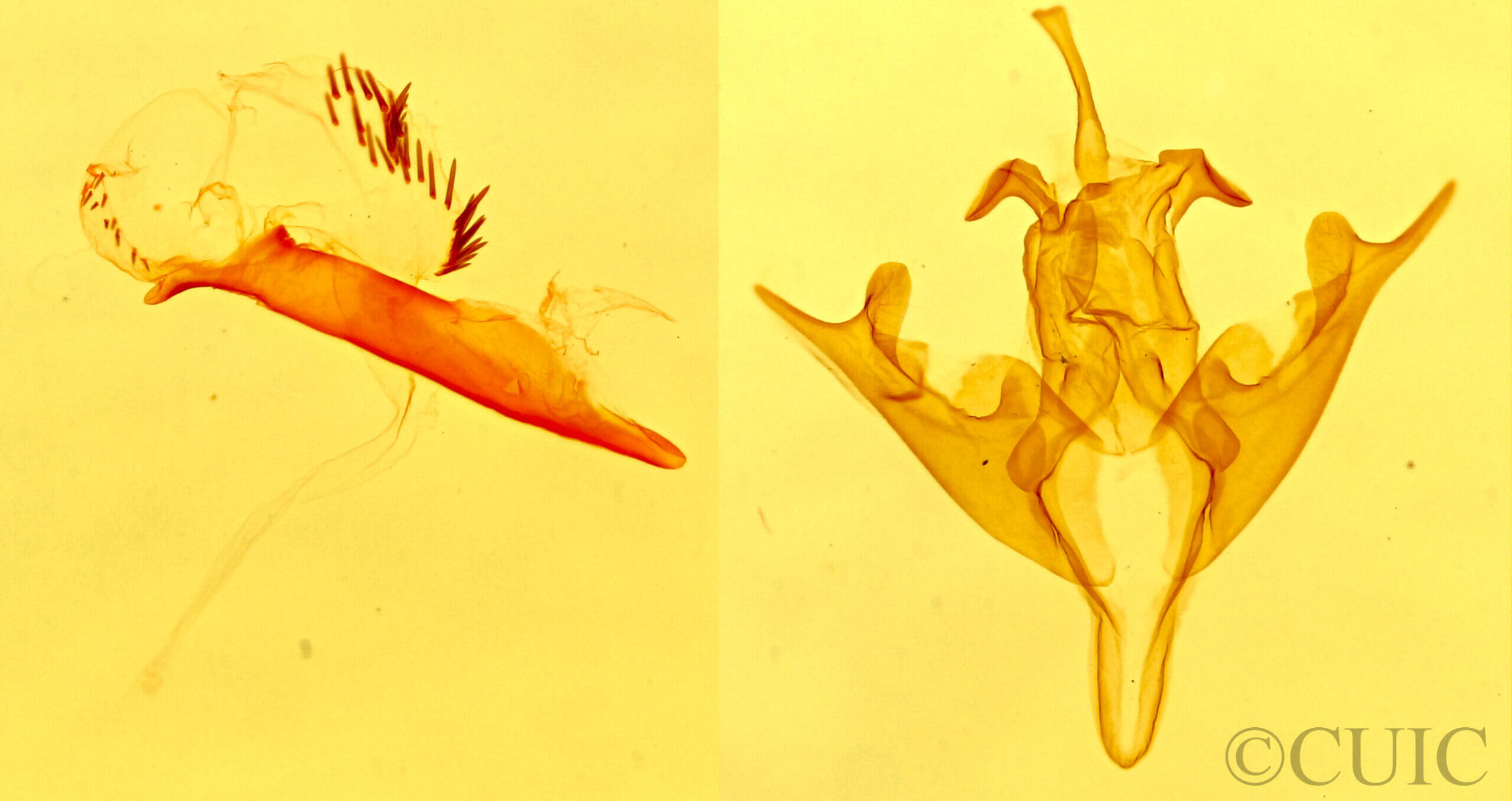 genitalia view of adult Bagisara repanda