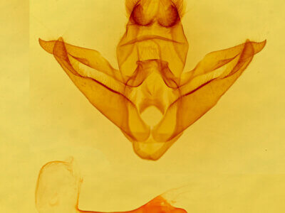 genitalia view of adult Pseudohemihyalea ambigua