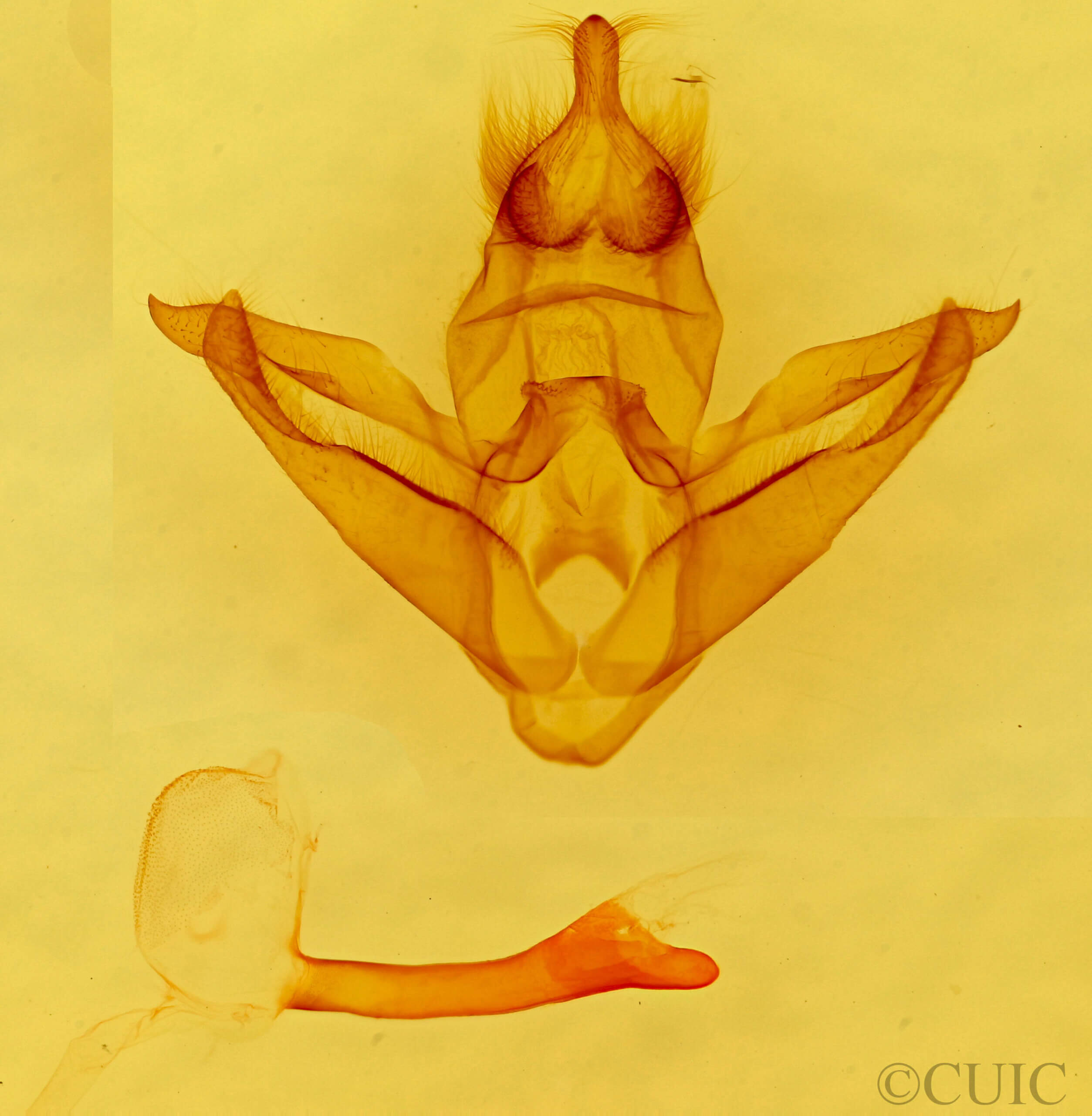 genitalia view of adult Pseudohemihyalea ambigua