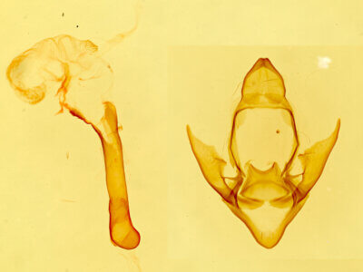 genitalia view of adult Alexicles aspersa