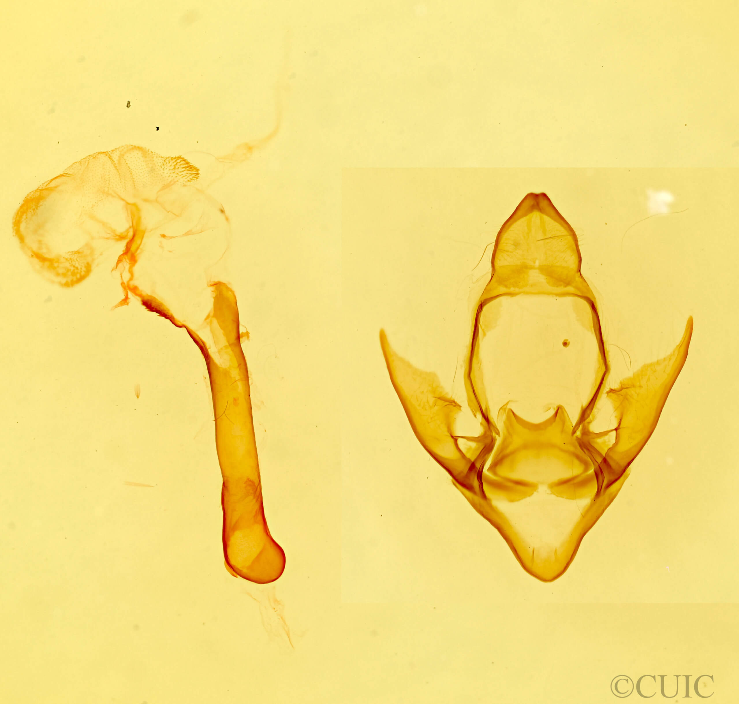 genitalia view of adult Alexicles aspersa