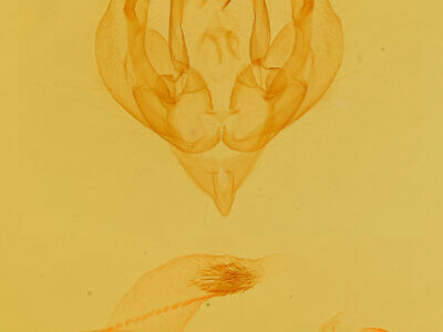 genitalia view of adult Homorthodes sp.