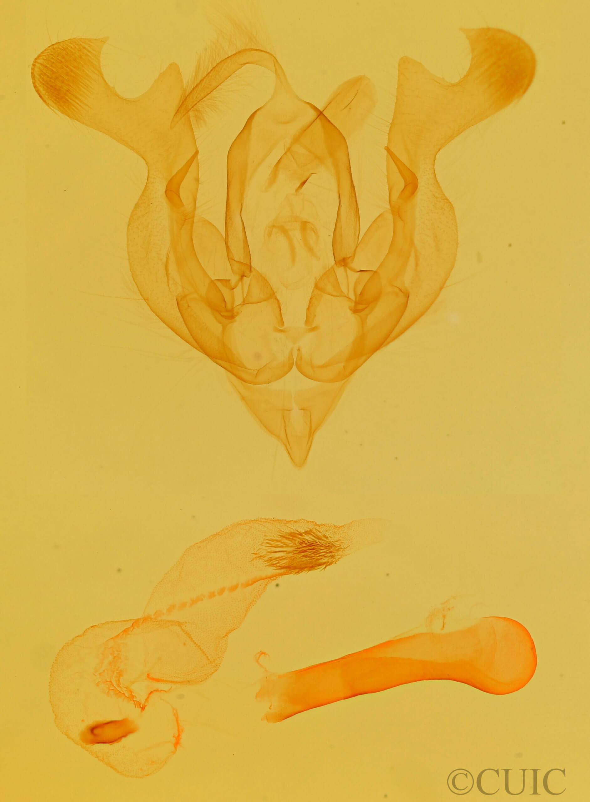 genitalia view of adult Homorthodes sp.