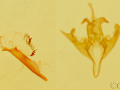 genitalia view of adult Anycteola fotelloides