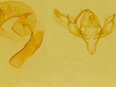 genitalia view of adult Richia parentalis