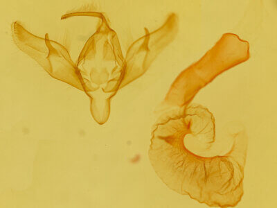 genitalia view of adult Richia parentalis