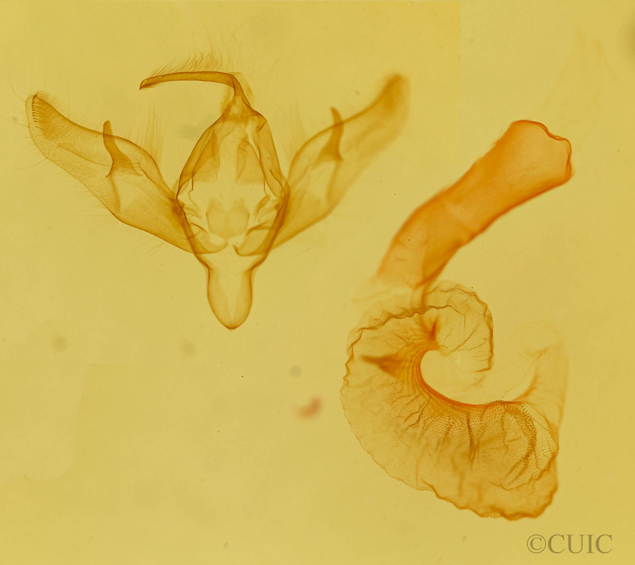 genitalia view of adult Richia parentalis