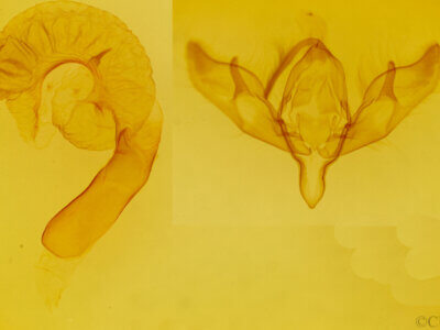 genitalia view of adult Richia chortalis