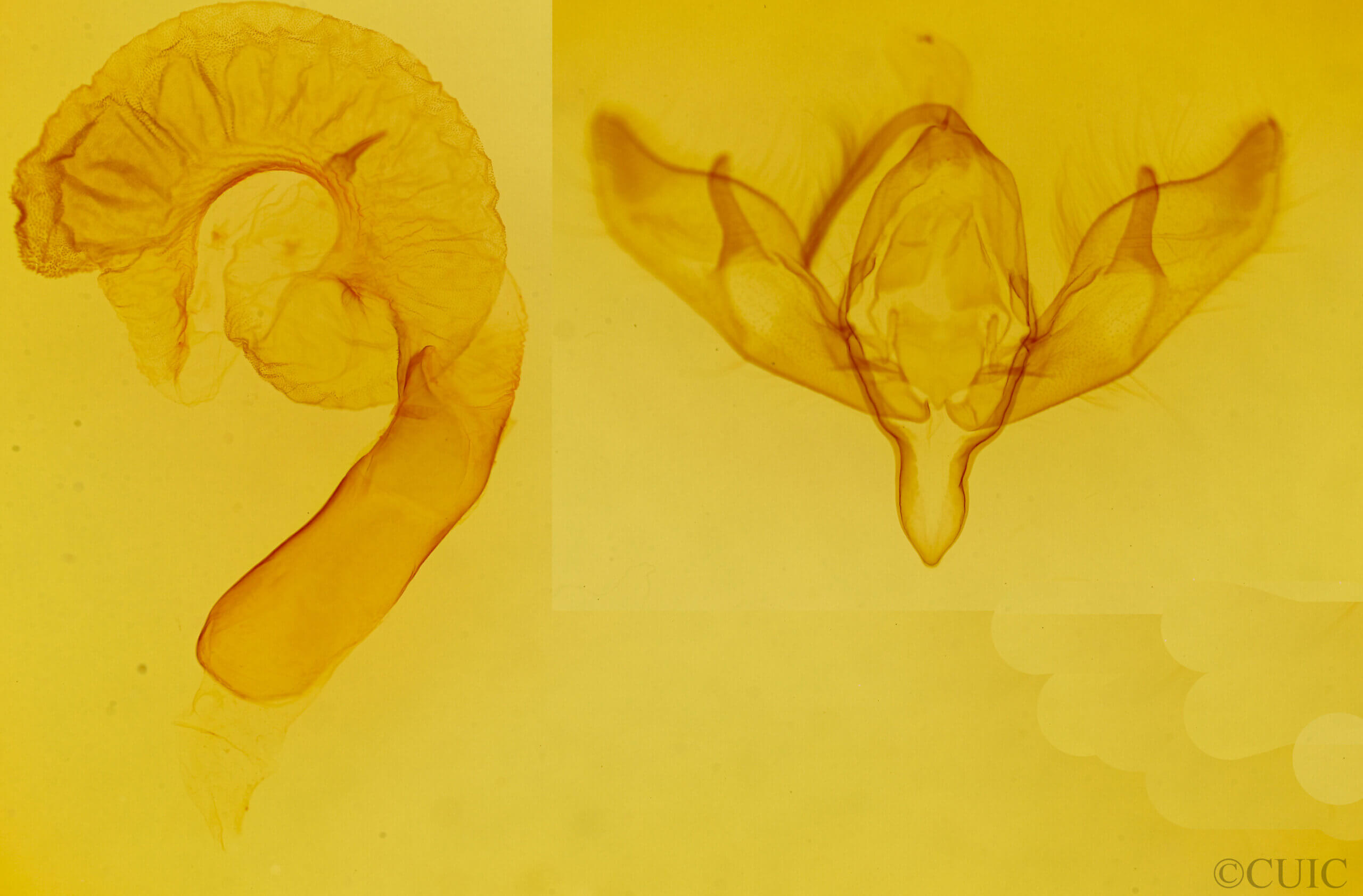 genitalia view of adult Richia chortalis