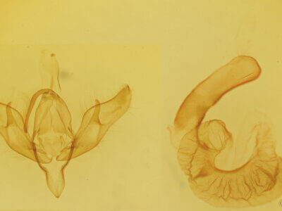 genitalia view of adult Richia chortalis