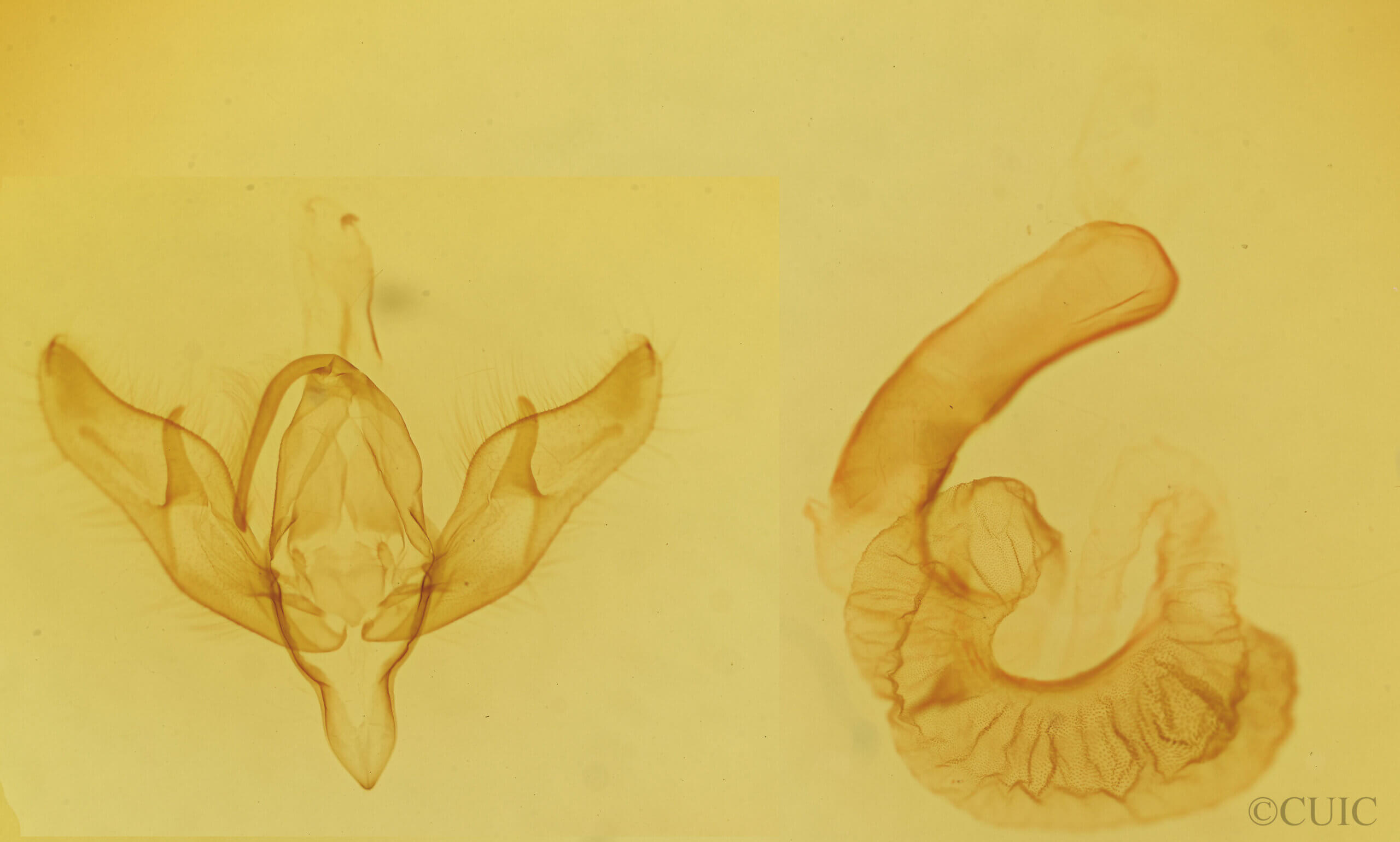 genitalia view of adult Richia chortalis