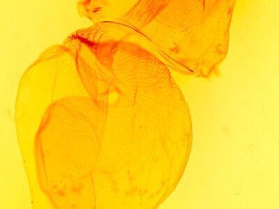 genitalia view of adult Richia chortalis