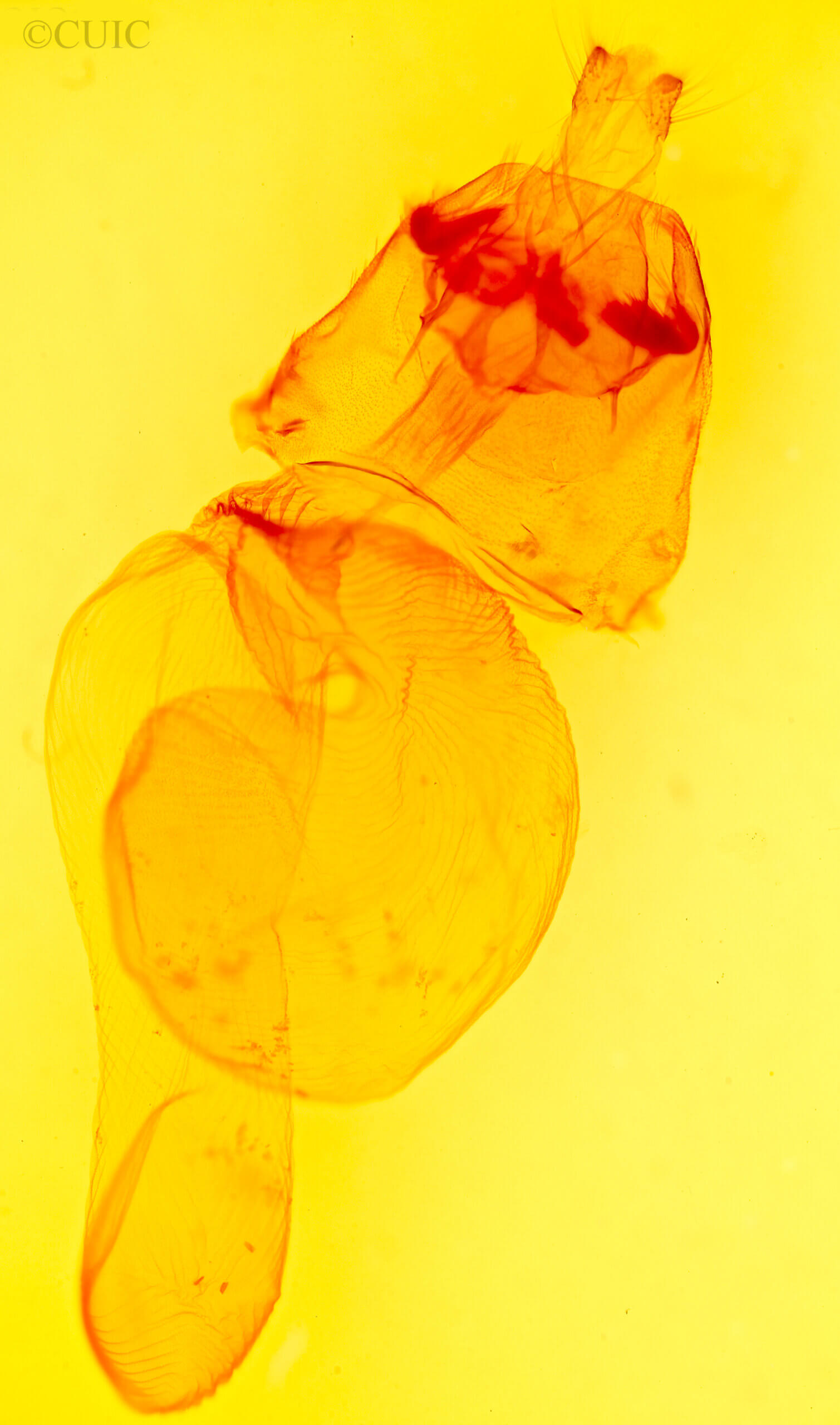 genitalia view of adult Richia chortalis