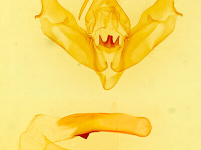 genitalia view of adult Xestia rosifunda