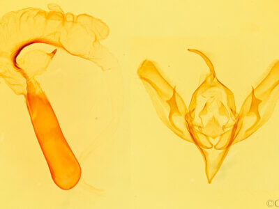 genitalia view of adult Richia serano