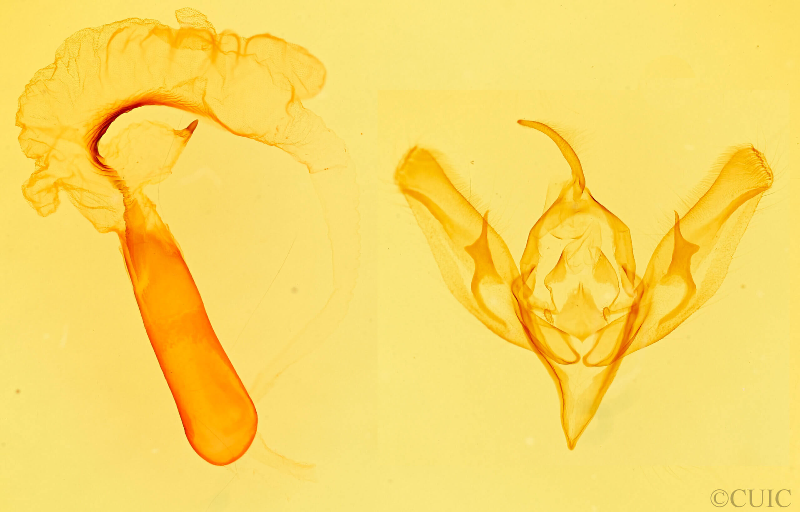 genitalia view of adult Richia serano