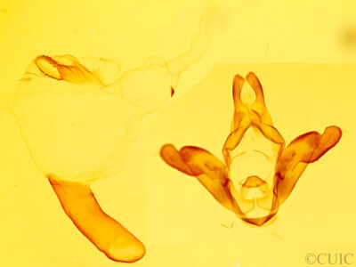 genitalia view of adult Empyreuma sp.