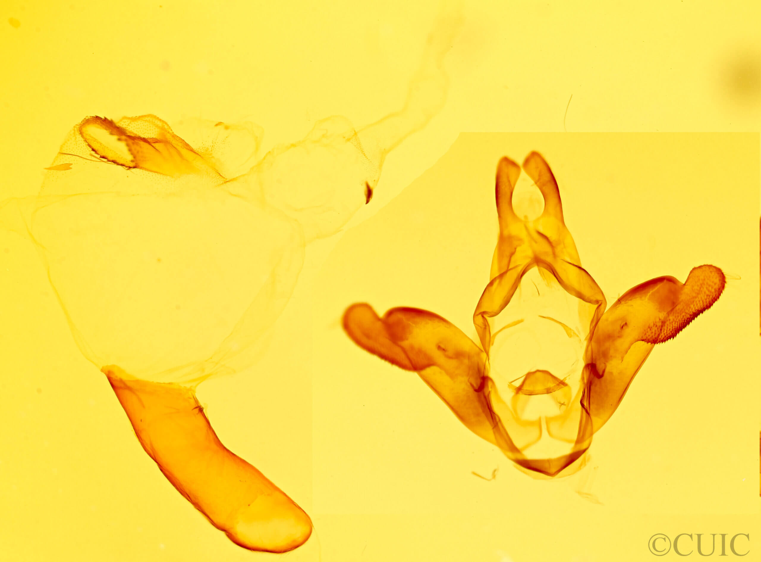 genitalia view of adult Empyreuma sp.