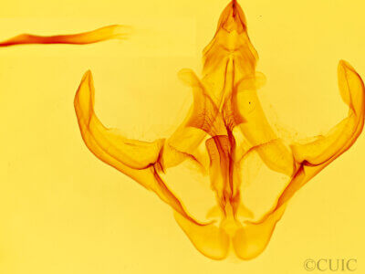 genitalia view of adult Eulirimiris n. gen. sp. 5