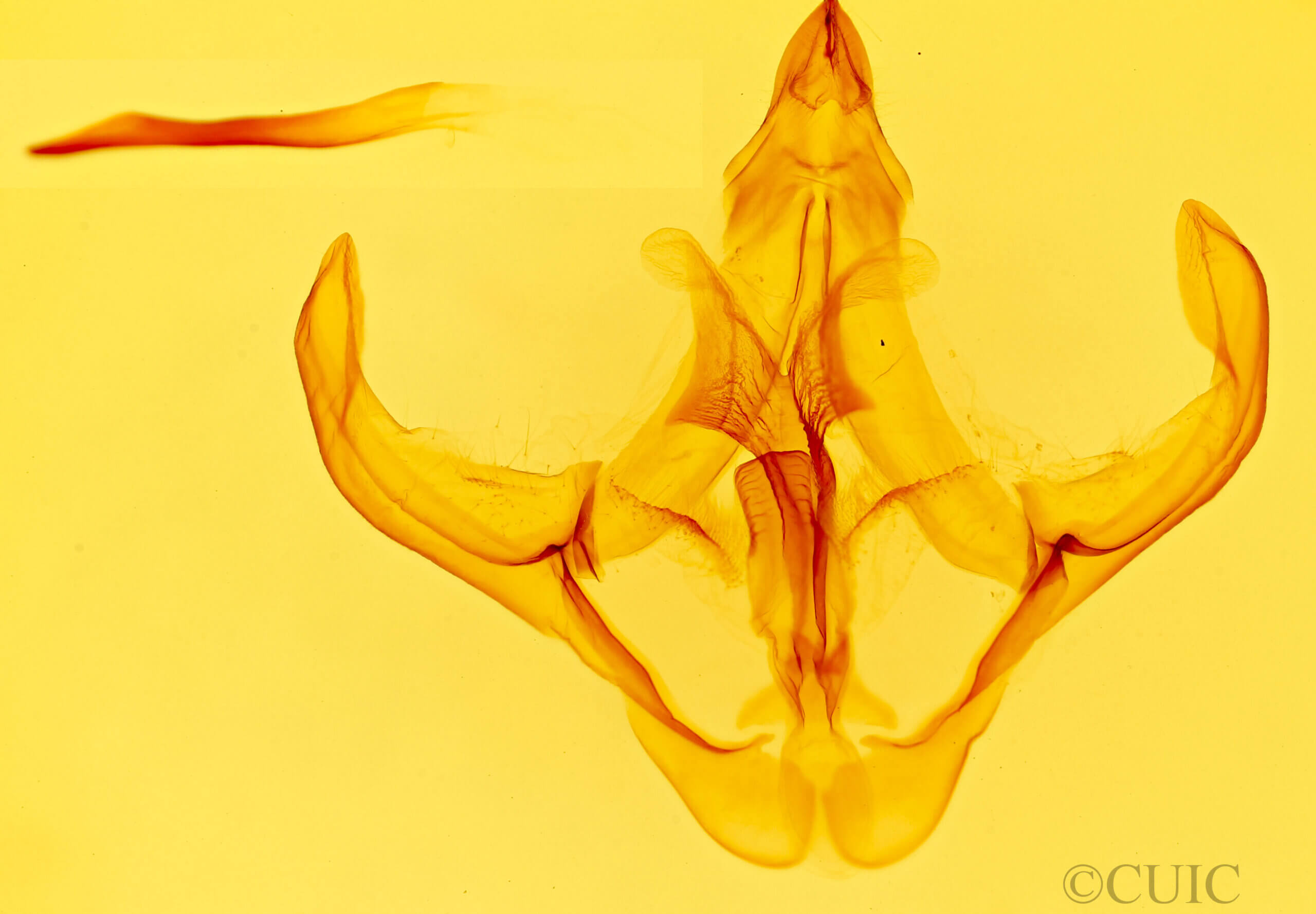 genitalia view of adult Eulirimiris n. gen. sp. 5