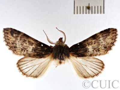 dorsal view of adult Dasylophia sp.